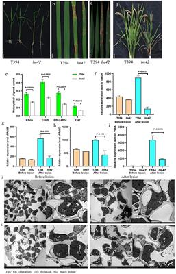 Tryptamine 5-Hydroxylase Is Required for Suppression of Cell Death and Uncontrolled Defense Activation in Rice